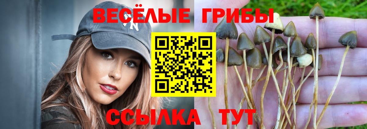 купить   Галлюциногенные грибы Magic Shrooms  Вход с VPN  Псилоцибиновые грибы Magic Shrooms  Тобольск 